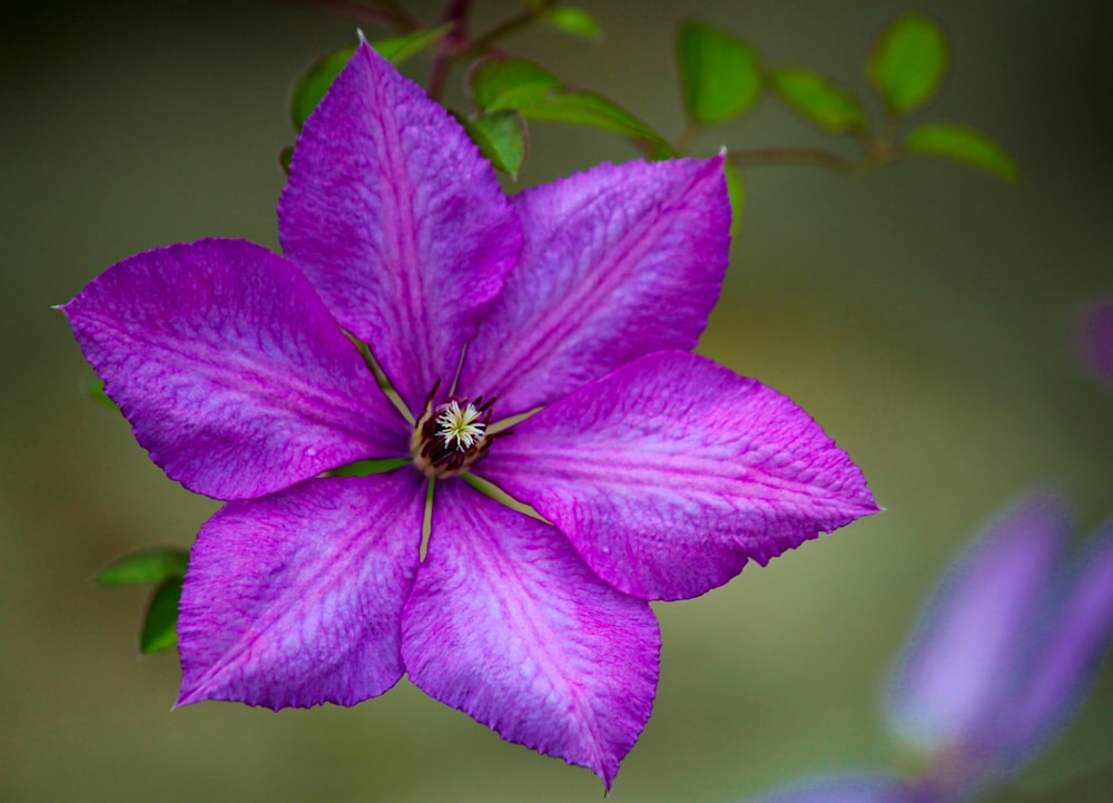 Nahaufnahme einer lila Blütenblüte