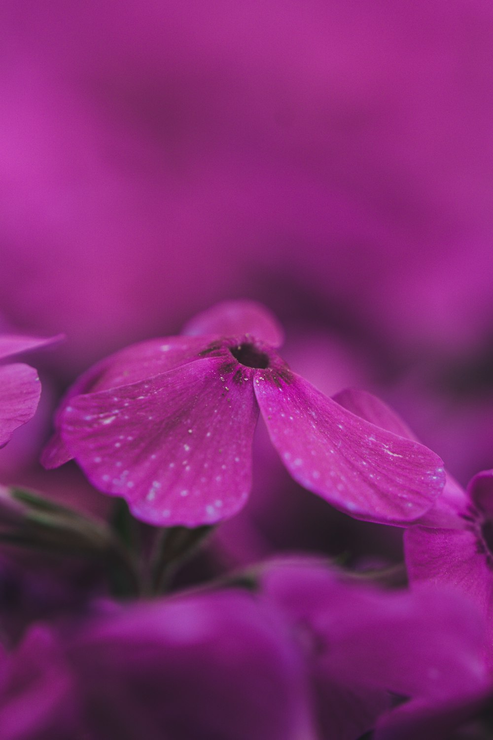 pink-petaled flower