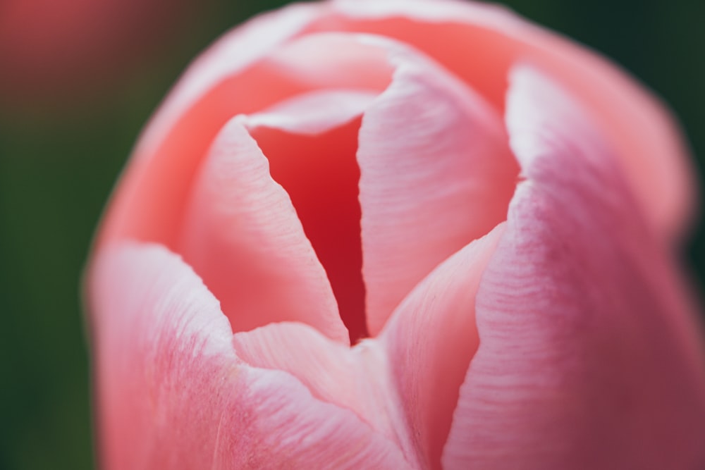 pink tulip in bloo