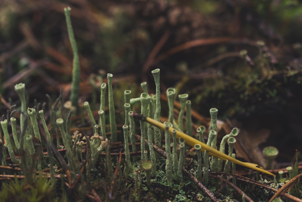 selective focus photo of grasses