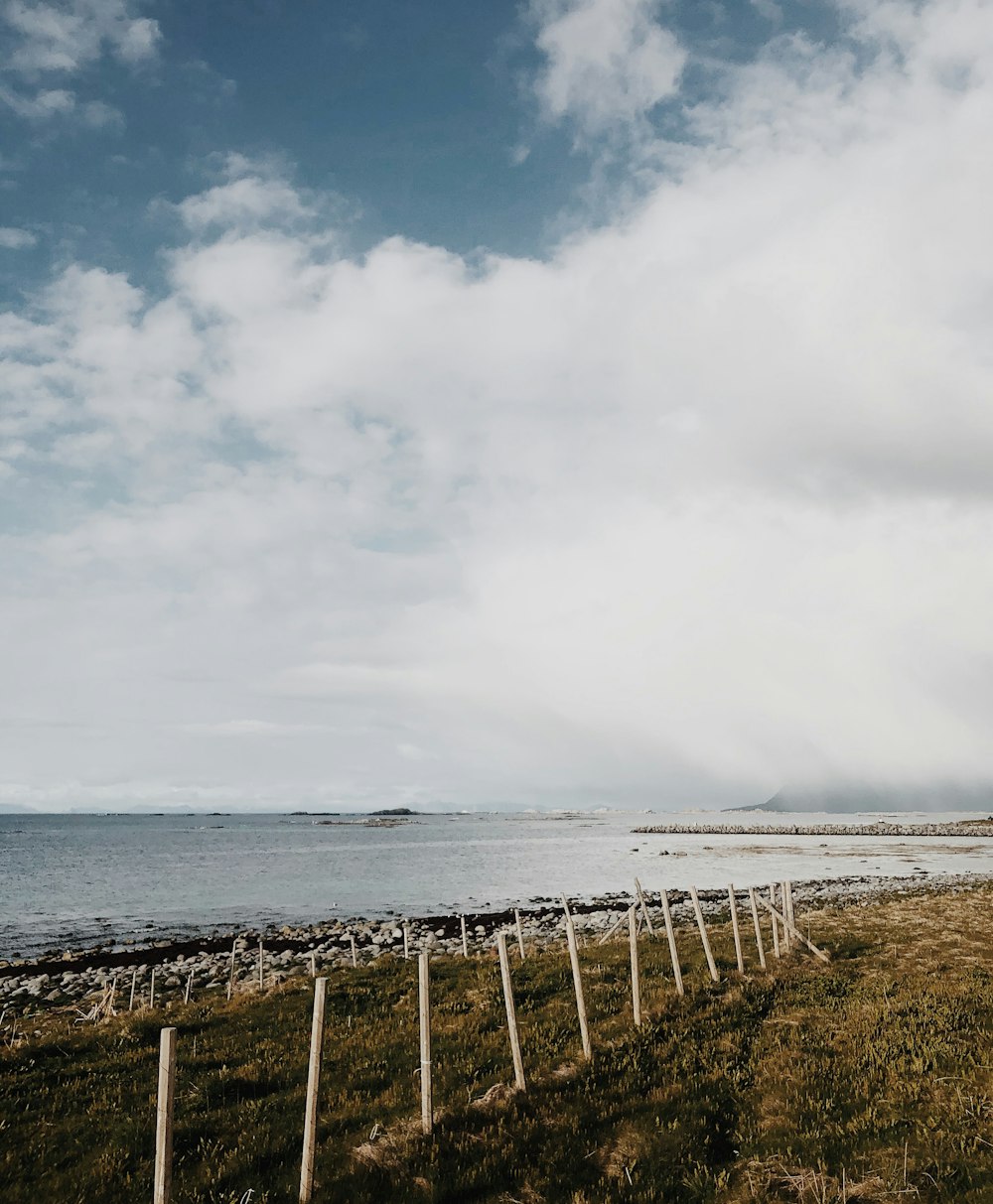 green grass field beside sea