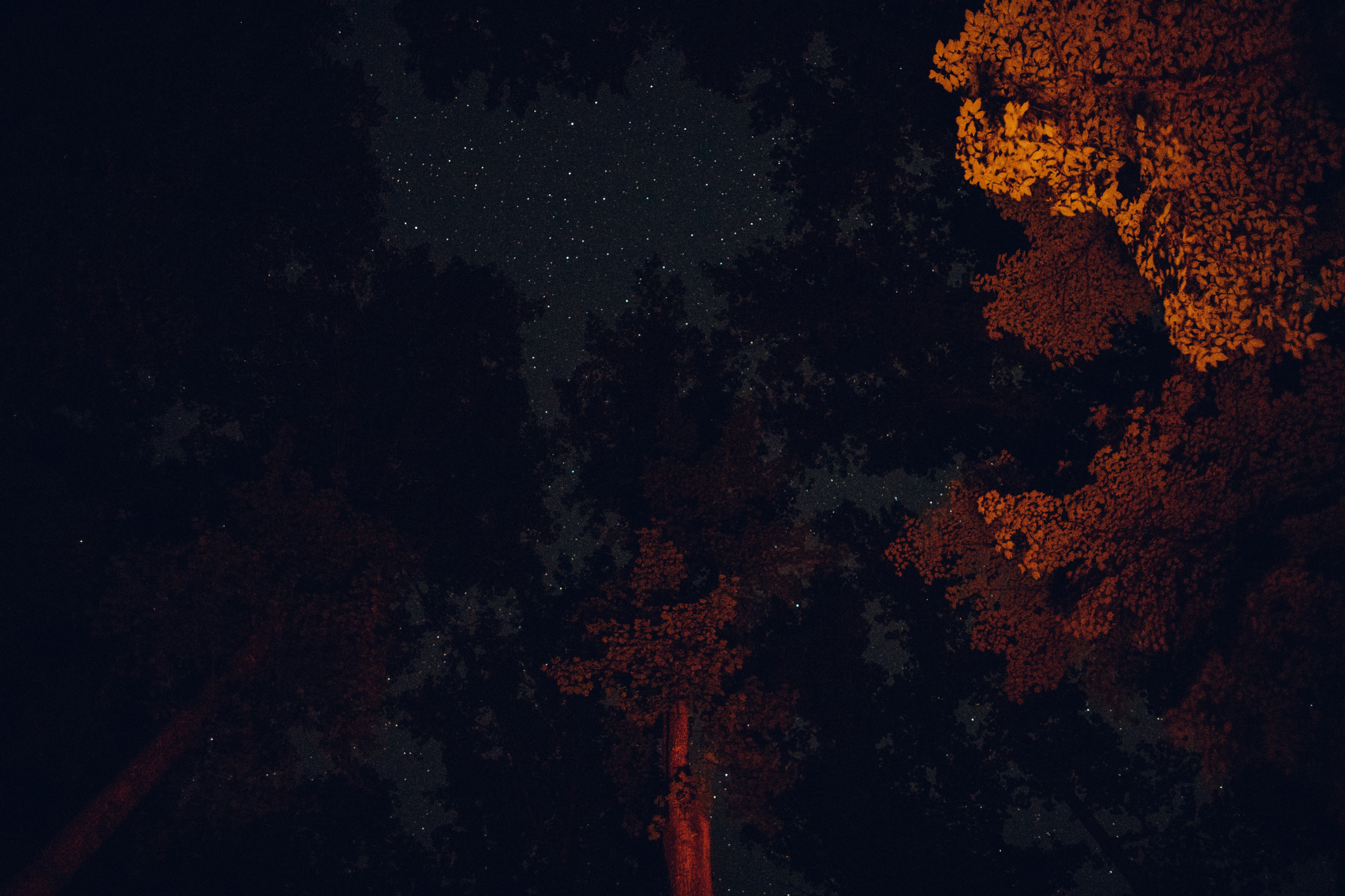 low angle photo of trees atmospheric teams background