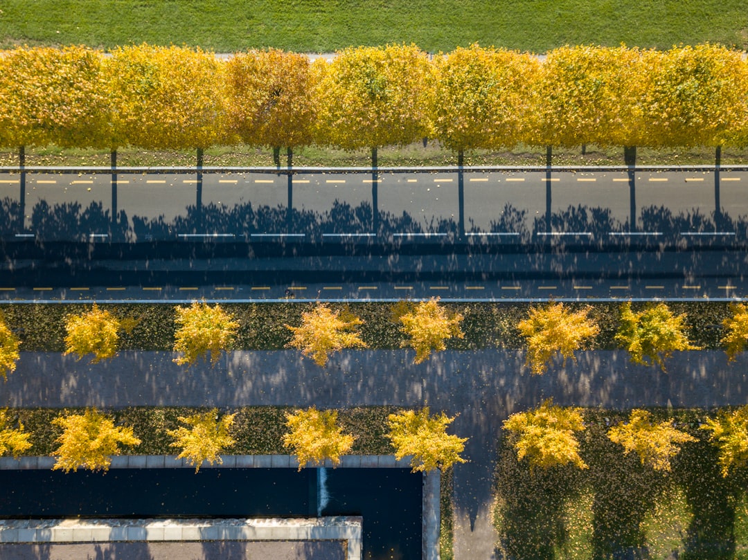 aerial photography yellow trees during daytime