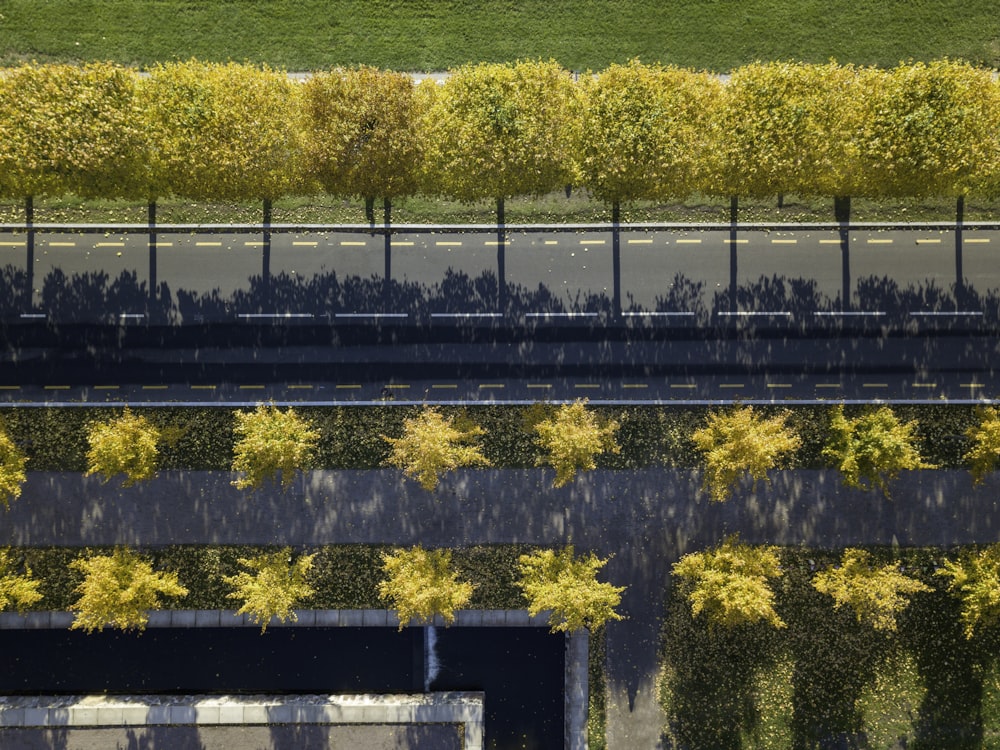 aerial photography yellow trees during daytime