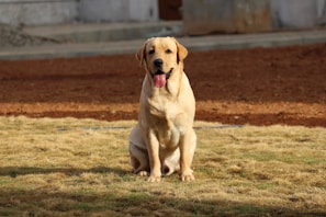 A happy labrador shaking a red dog teeth ball while sitting on a grassy park lawn