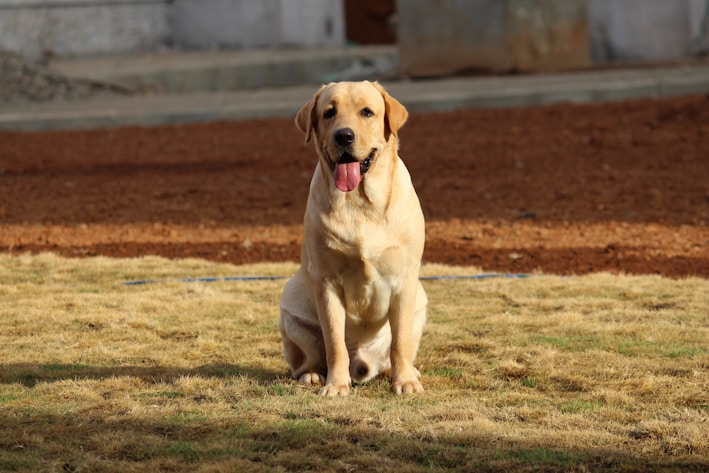 Boggy the English Labrador happily playing in a sunny garden