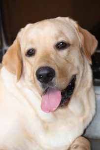 Close-up of a happy golden retriever enjoying a bowl of premium dog food.