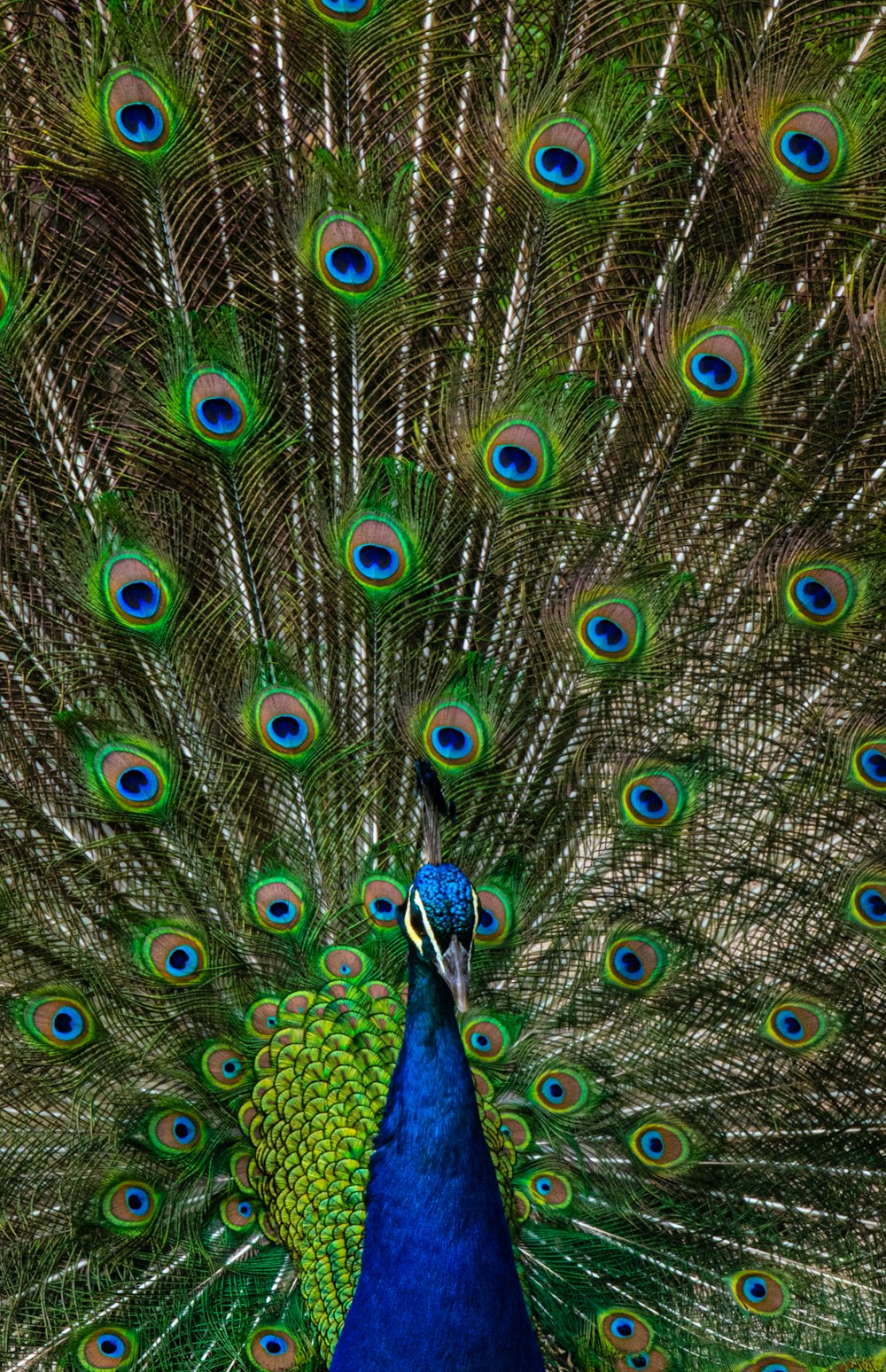 Pavão azul e verde