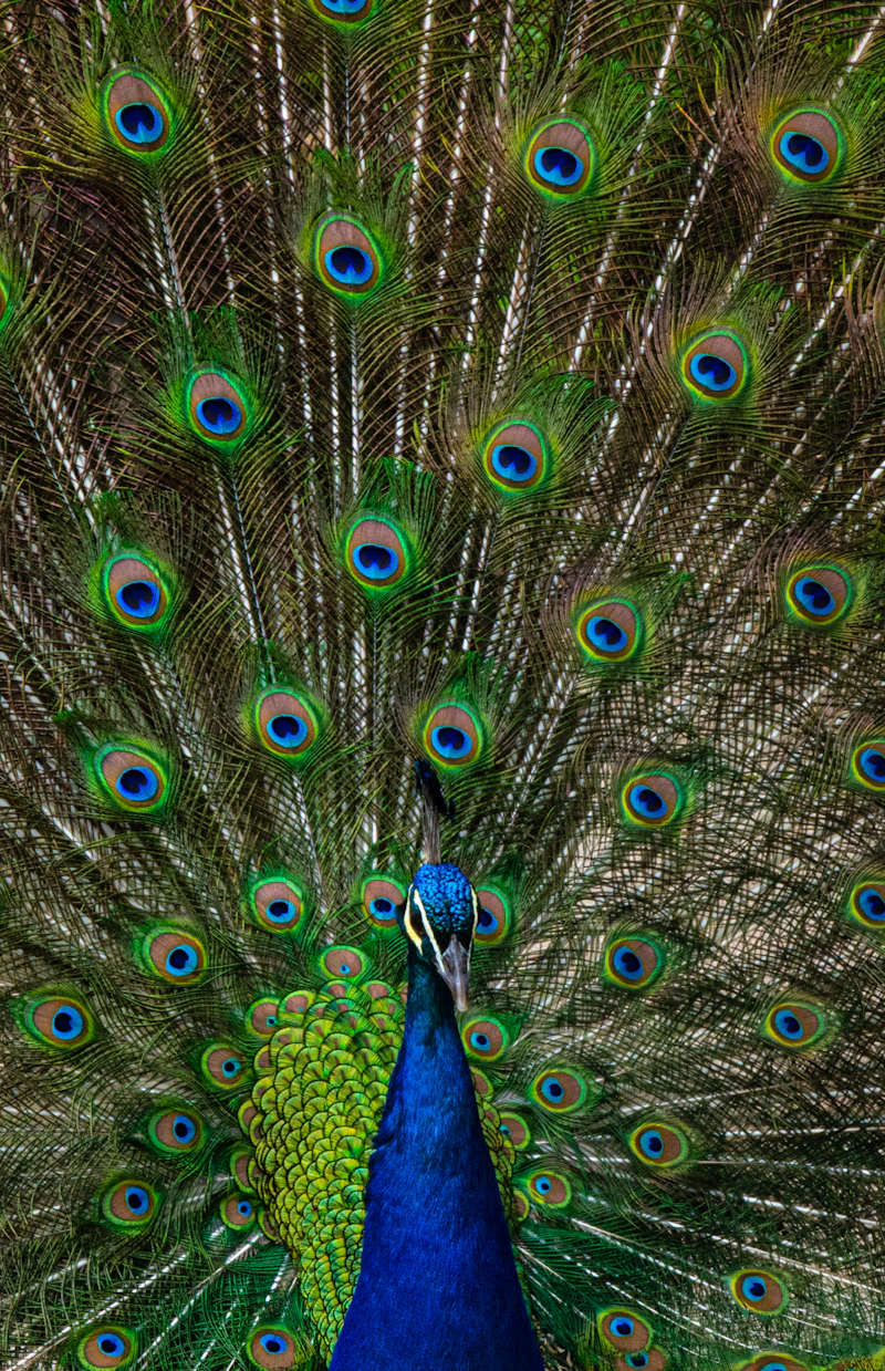 Indian Peafowl (Pavo cristatus)
