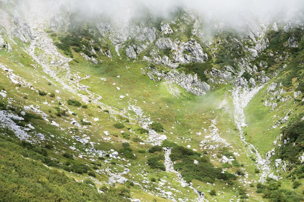 aerial view of green pasture