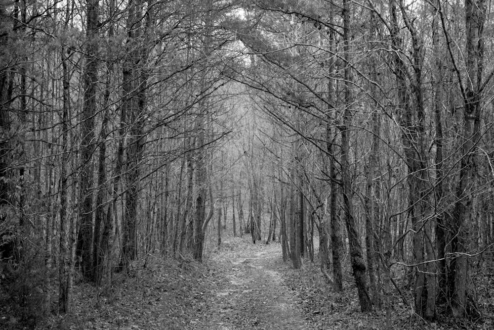 gray walkway under leafless trees