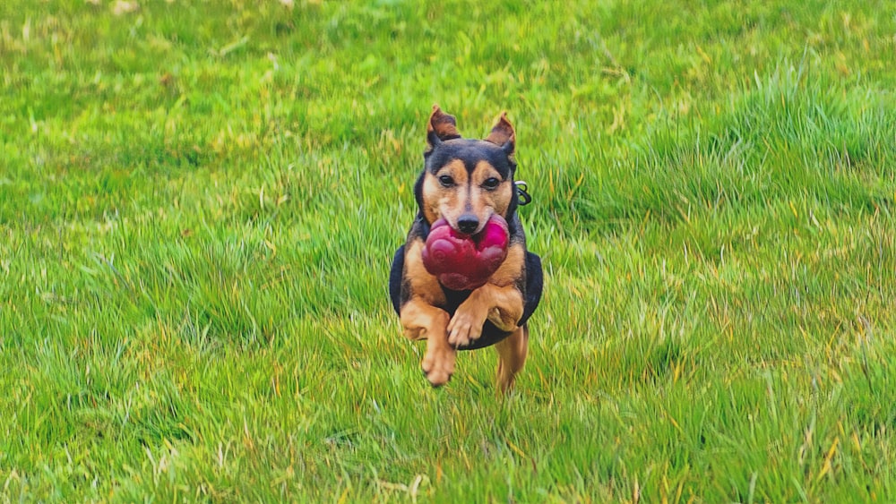 dog biting chew toy while leaping above green grass