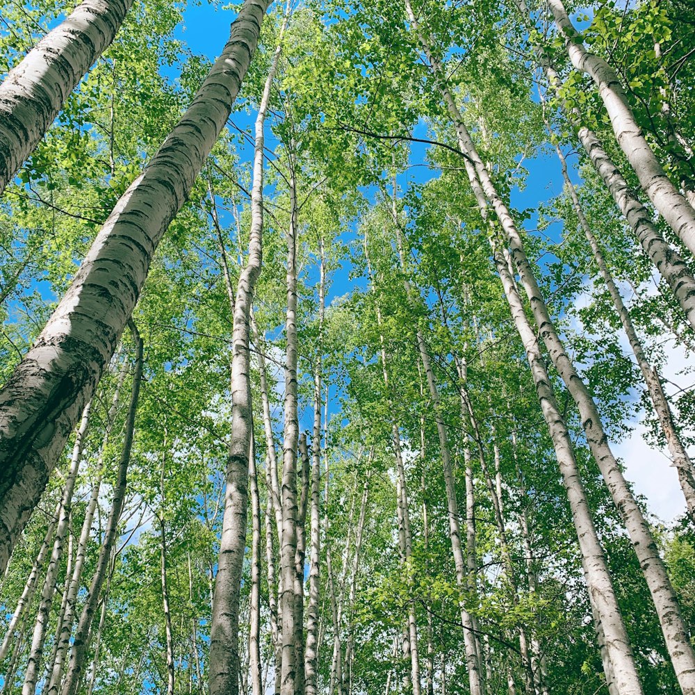 green and gray trees under blue sky at daytime