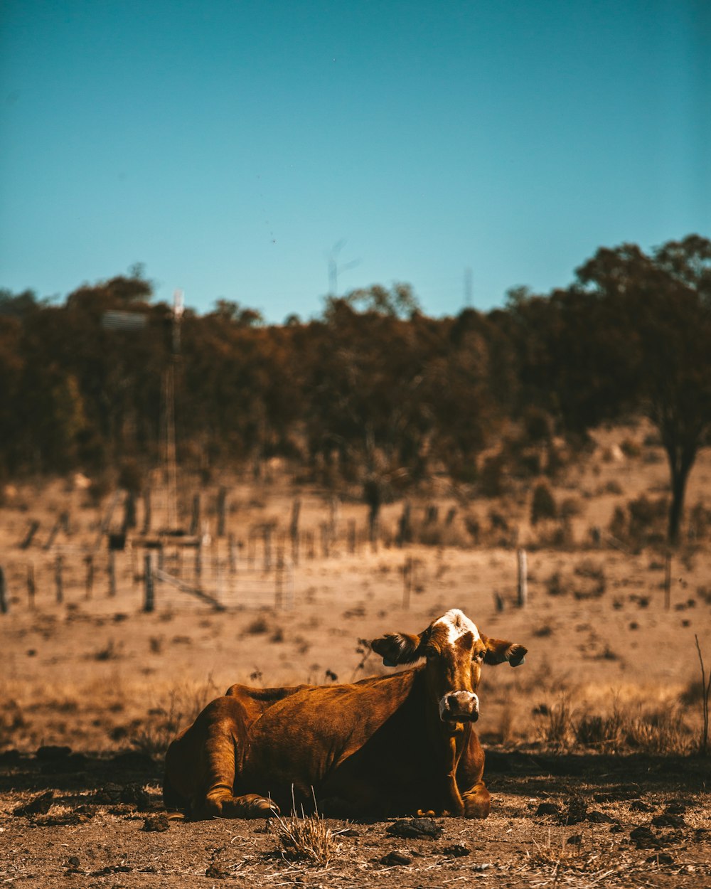 bestiame marrone sdraiato su terreno marrone durante il giorno