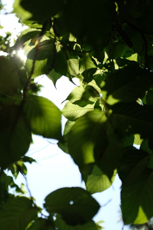 blue sky through green leaves