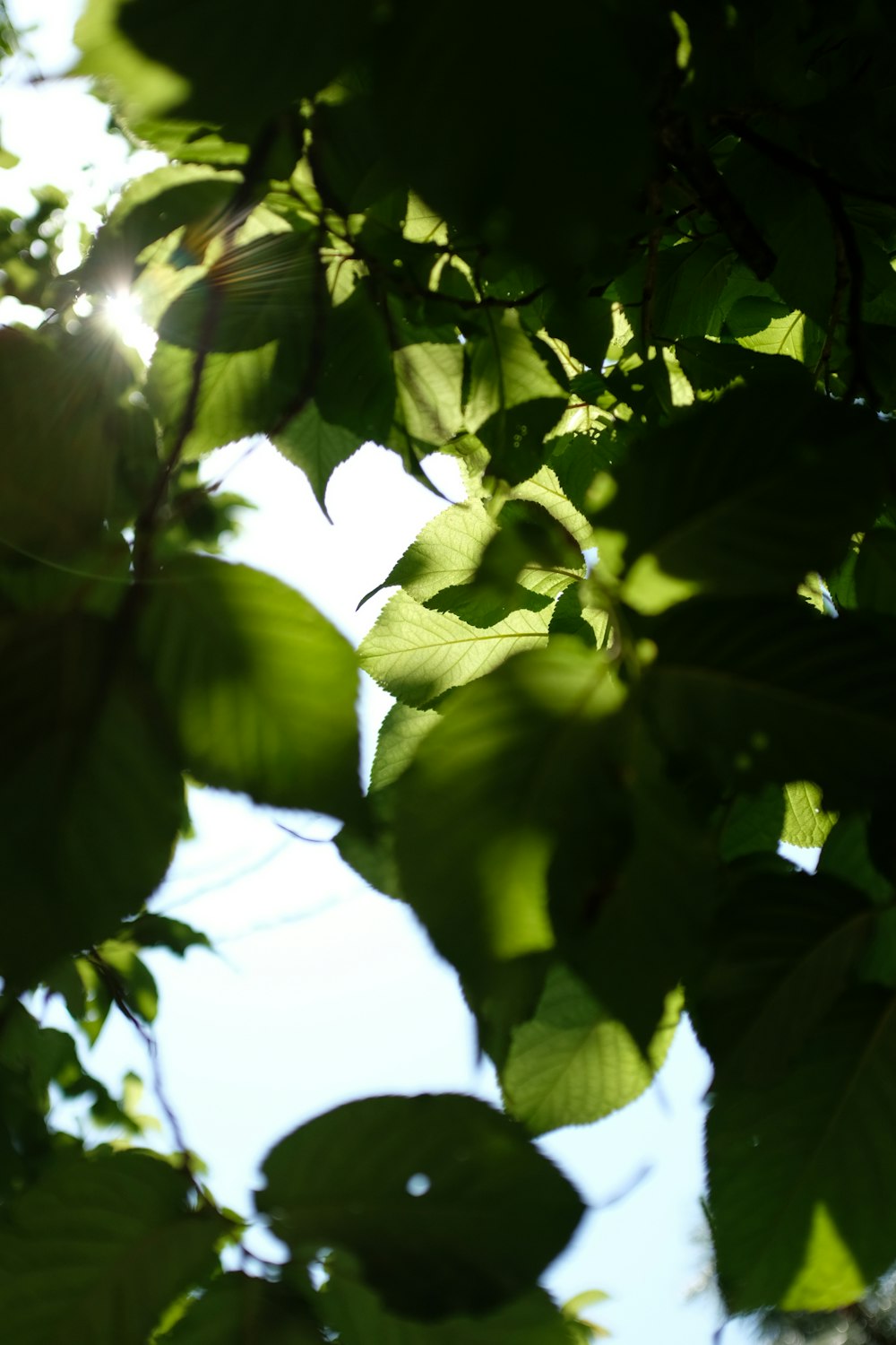 blue sky through green leaves