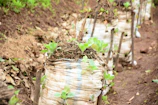 Vibrant green saplings thriving in large bags ready for planting.