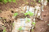 Several white bags filled with soil and small plants are arranged in a line. Each bag is supported by wooden stakes, and the ground around them is covered with dried leaves and dirt. The plants have bright green leaves and appear to be young, thriving in their makeshift planters.