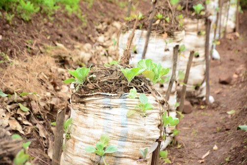 Several white bags filled with soil and small plants are arranged in a line. Each bag is supported by wooden stakes, and the ground around them is covered with dried leaves and dirt. The plants have bright green leaves and appear to be young, thriving in their makeshift planters.