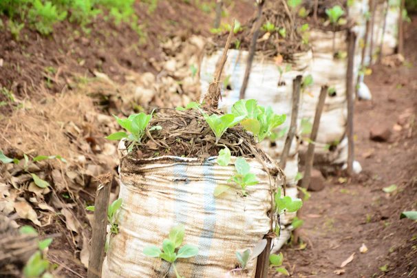 Garden bags filled with fresh soil and plants, displayed in a sunny Dutch greenhouse.