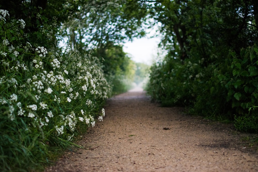 flowering plant beside dirty road