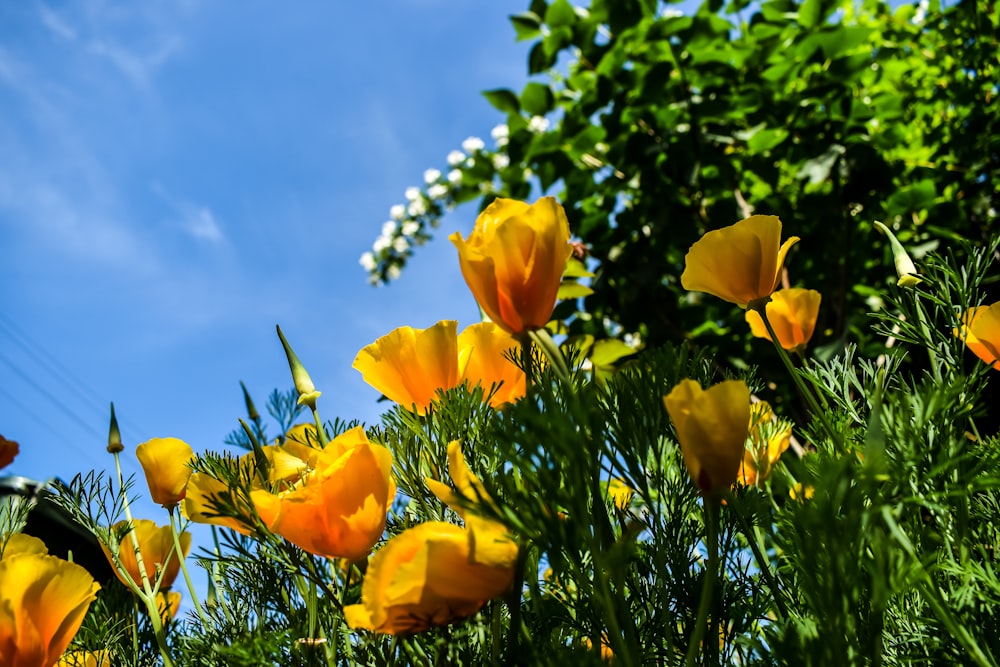 low angle photo of poppy flowers
