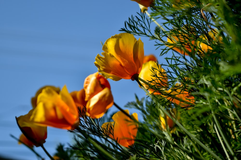 close-up photography of yellow-petaled flowers near body of water during daytime