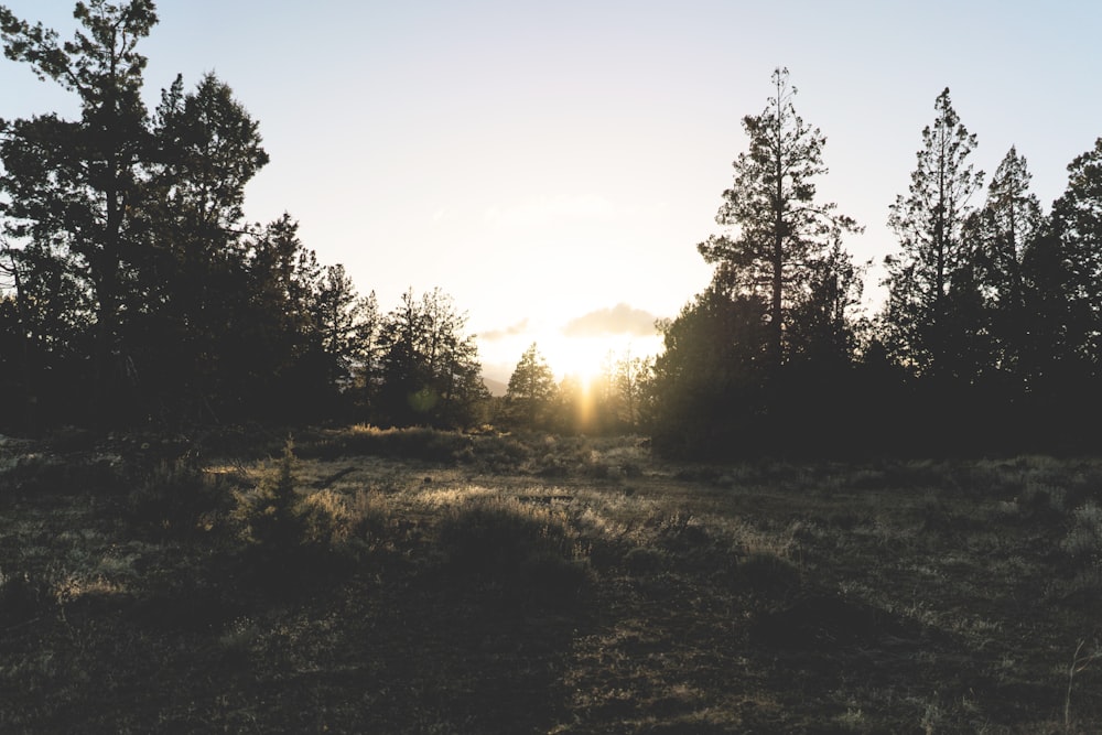 silhouette of trees