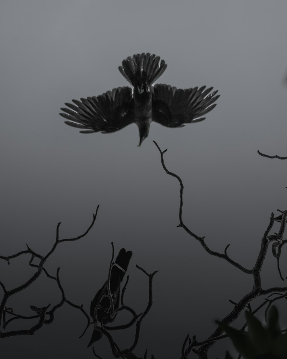 black bird painting