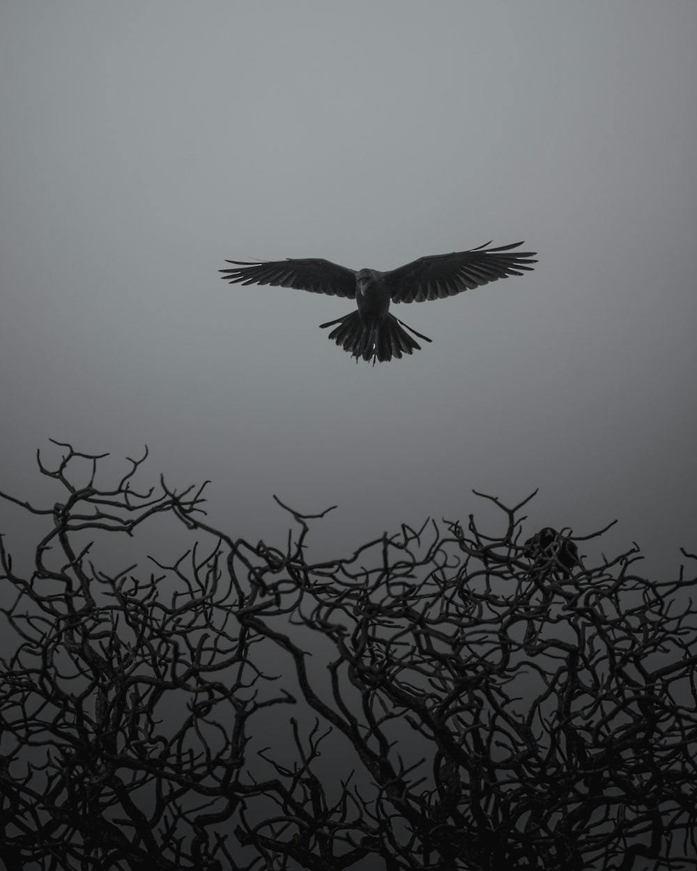 grayscale photo of bird