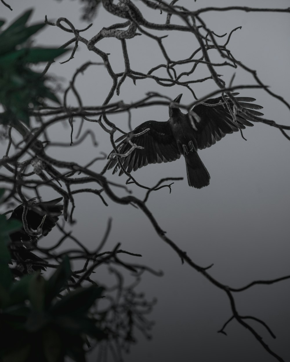 Fotografía en escala de grises de un pájaro marrón