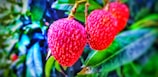 Bright red lychees with a textured surface hang on a branch surrounded by lush green leaves, showcasing vibrant colors and rich details.