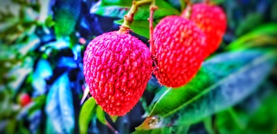 Bright red lychees with a textured surface hang on a branch surrounded by lush green leaves, showcasing vibrant colors and rich details.