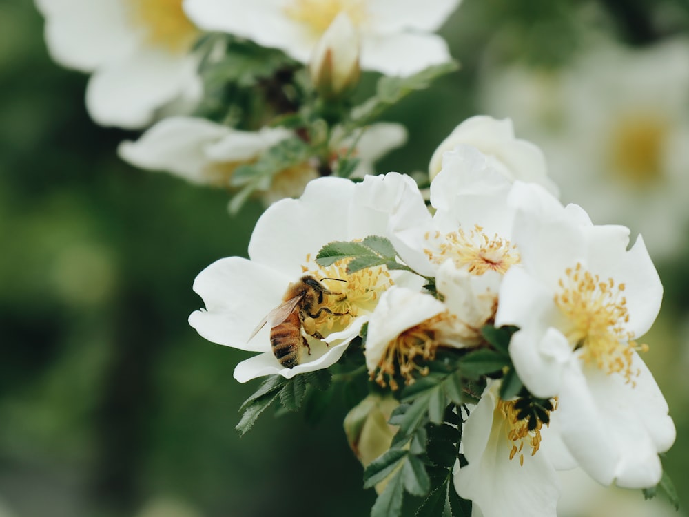 selective focus photo of flower