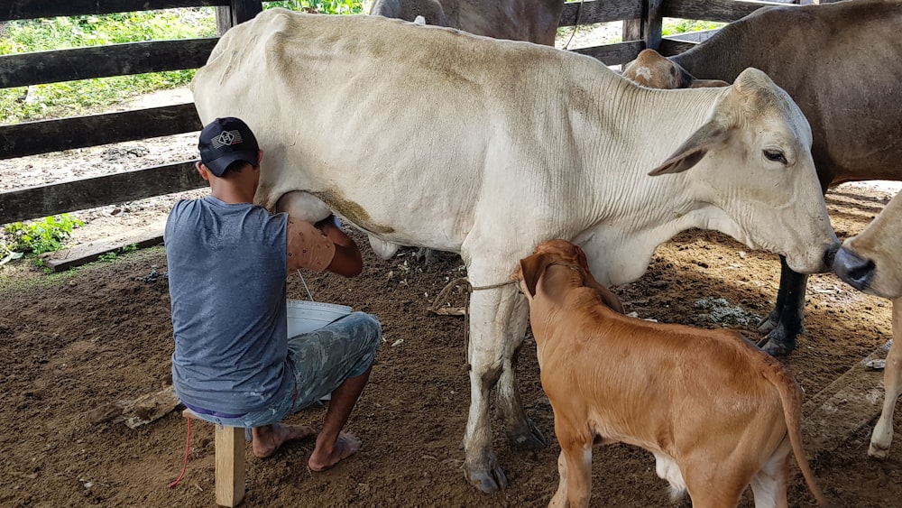 man sitting beside white cattle