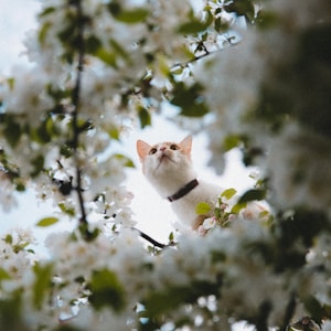 selective focus photography of short-fur white cat on tree