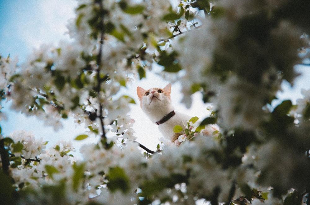 selective focus photography of short-fur white cat on tree