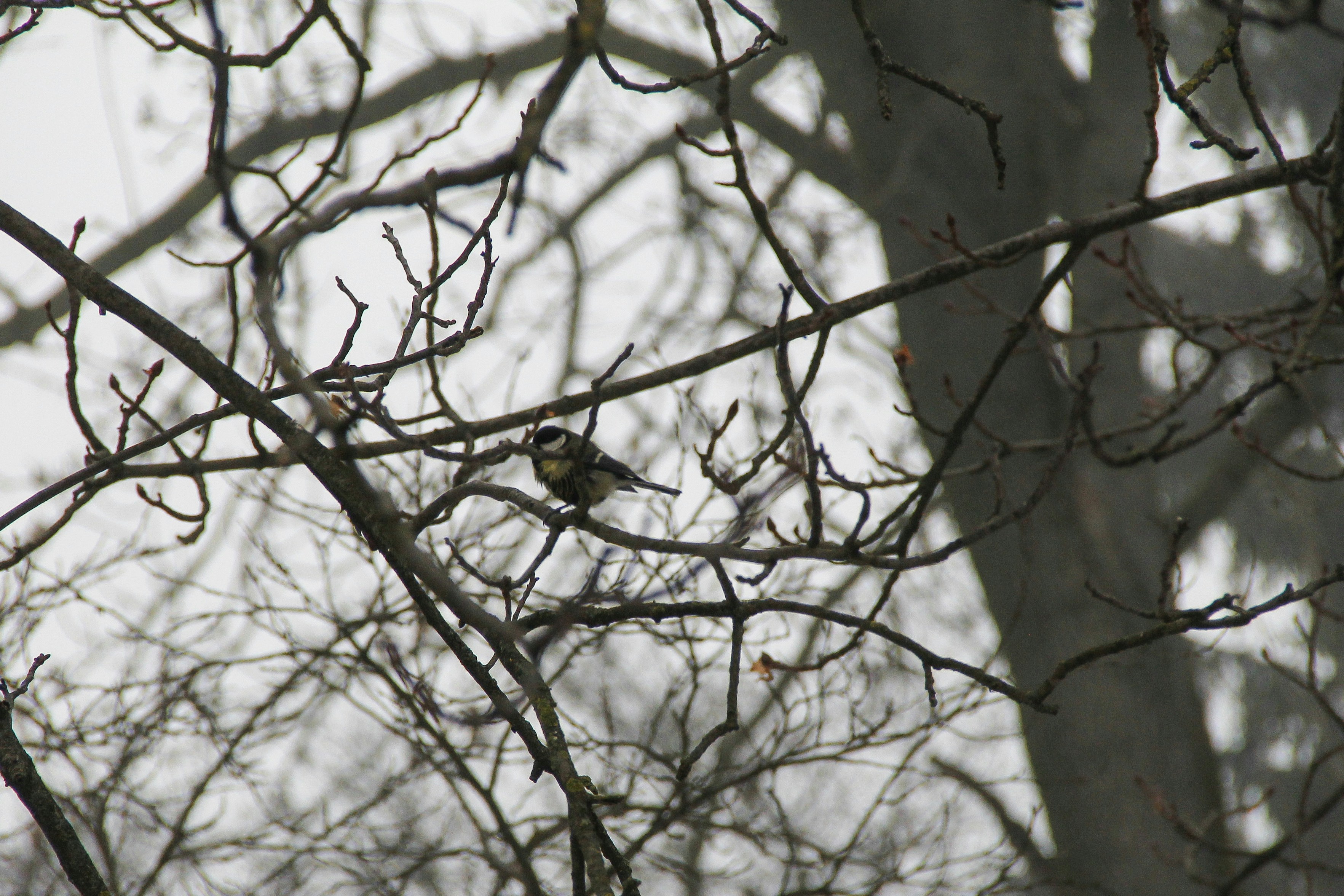 Photo by anyta_svida