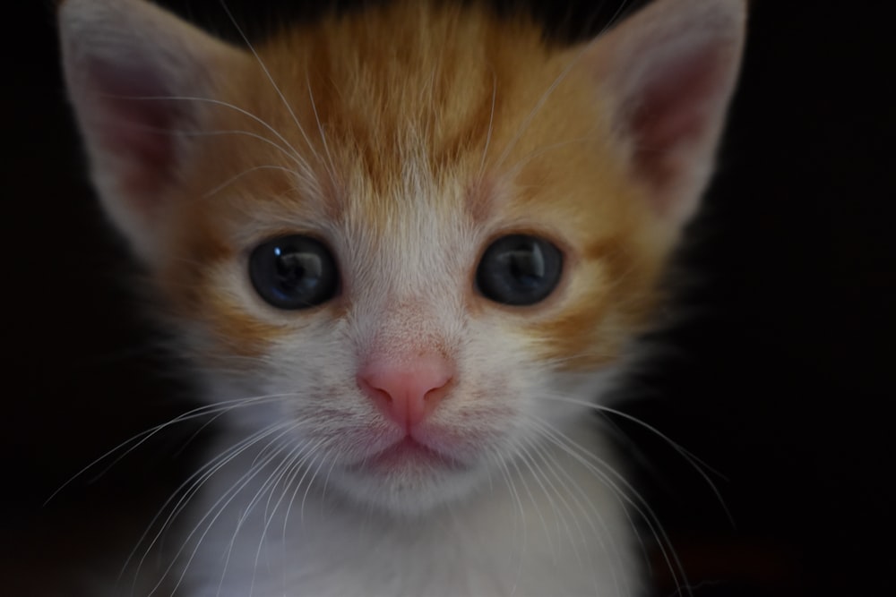 주황색과 흰색 줄무늬 새끼 고양이