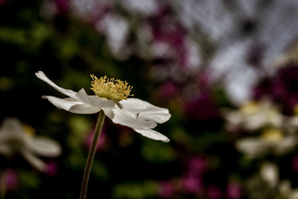 Fotografia a fuoco selettiva di un fiore dai petali bianchi durante il giorno