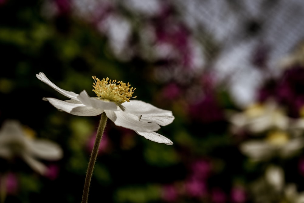 Fotografía de enfoque selectivo de flor de pétalos blancos durante el día