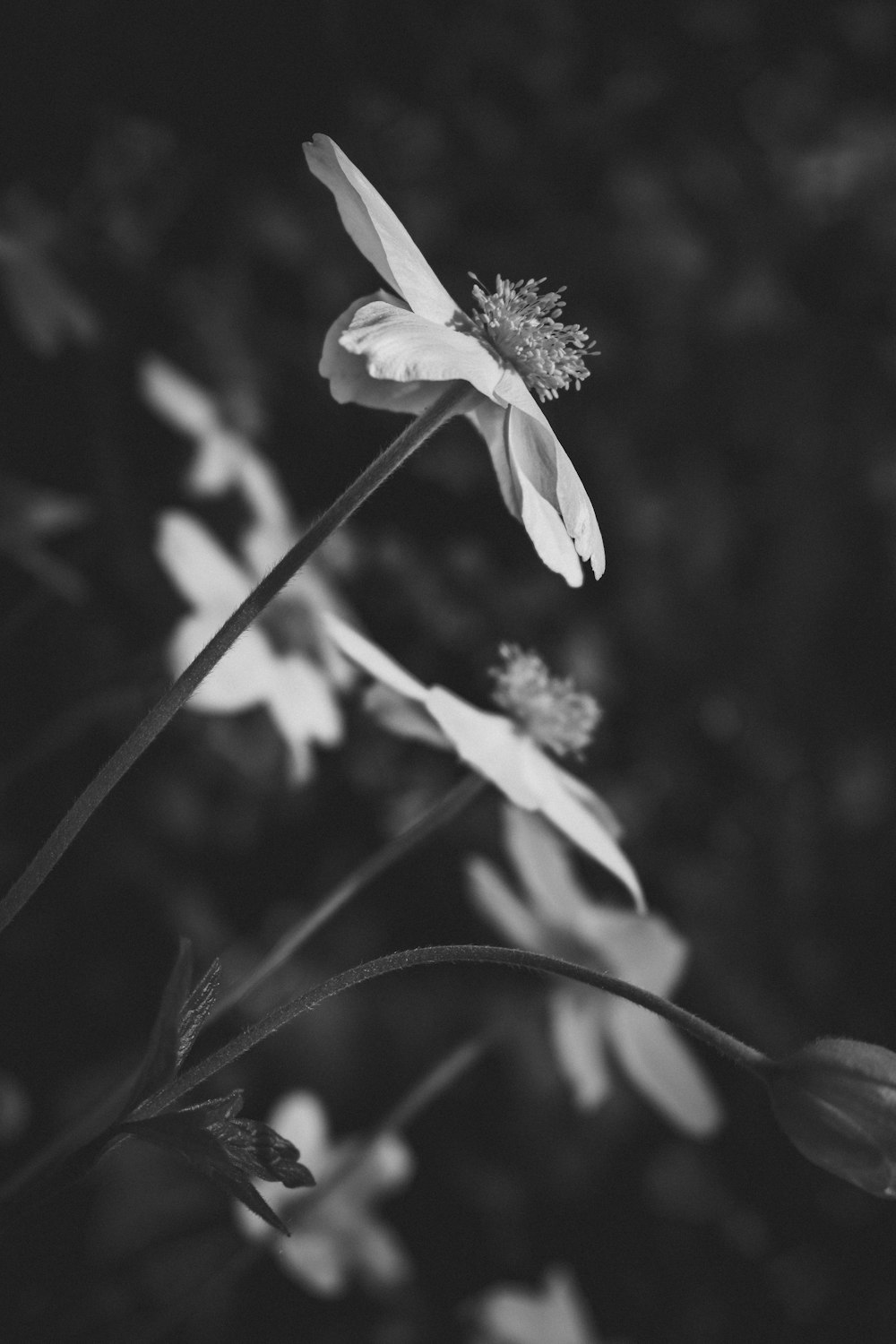 grayscale photography of flowers