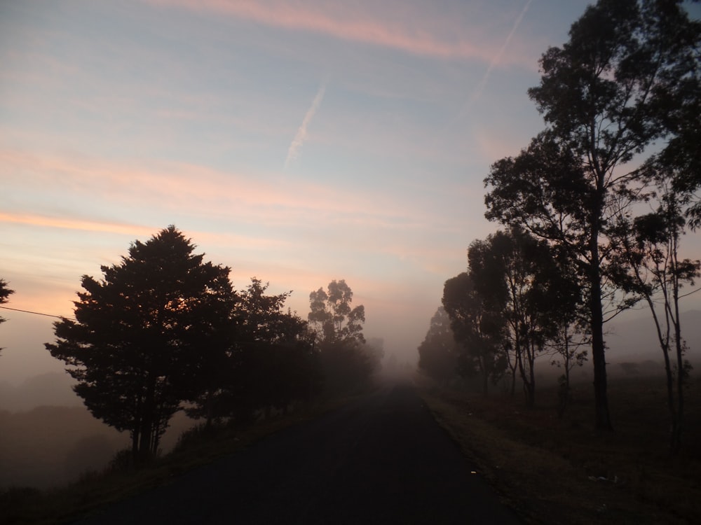 árvores perto da estrada