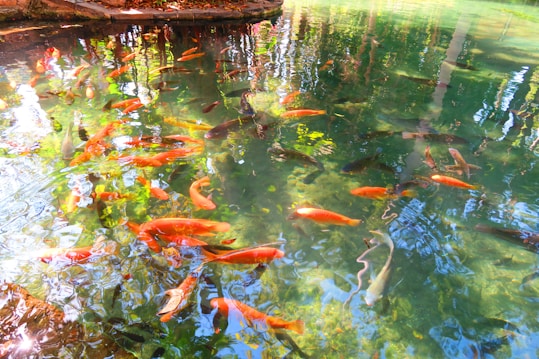 A tranquil pond filled with numerous koi fish swimming in clear water. The water reflects the surrounding greenery and sunlight, creating a serene and vibrant atmosphere. The koi fish are various shades of orange, red, and black, adding contrast and interest to the scene.