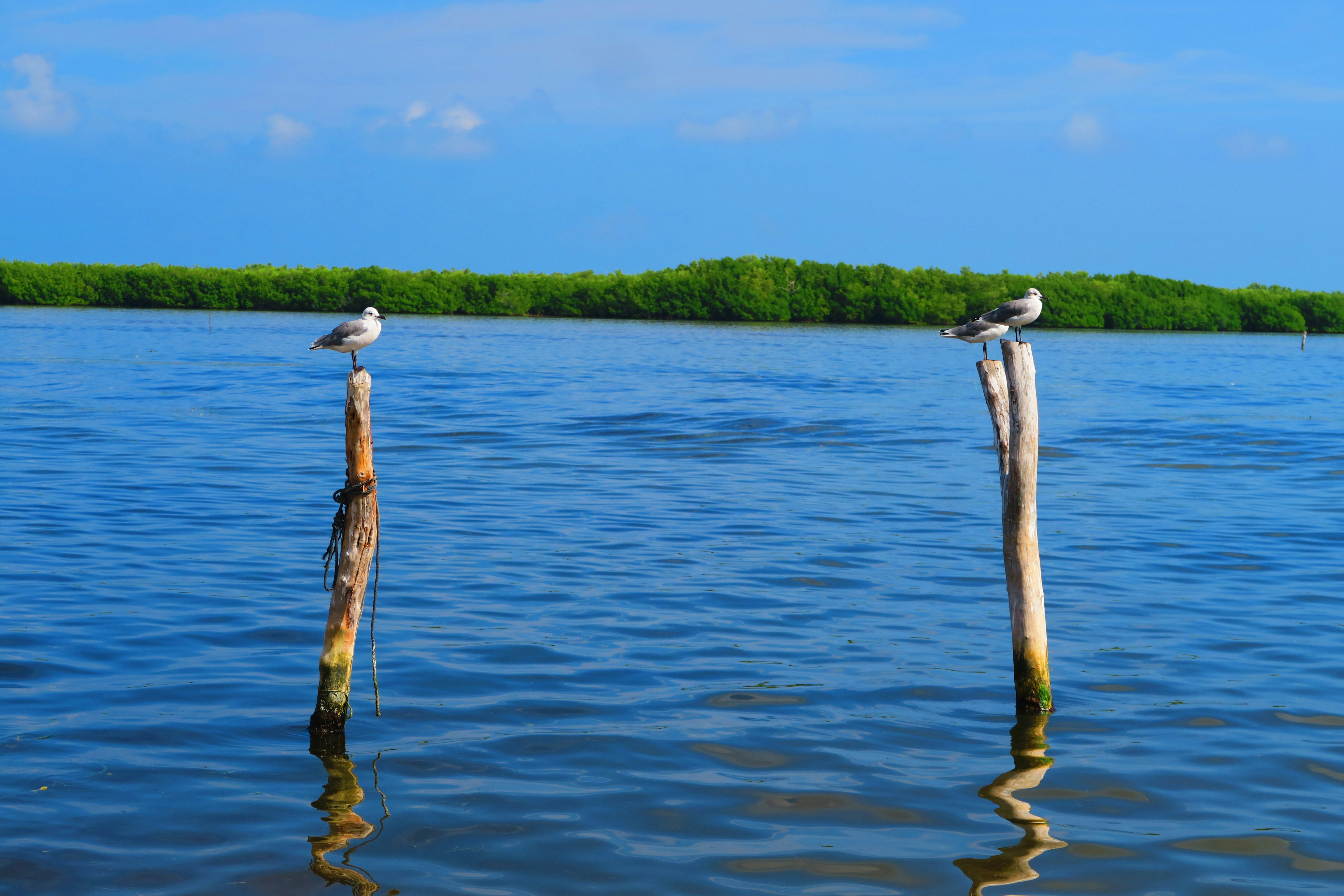 two birds perching on wood stumps