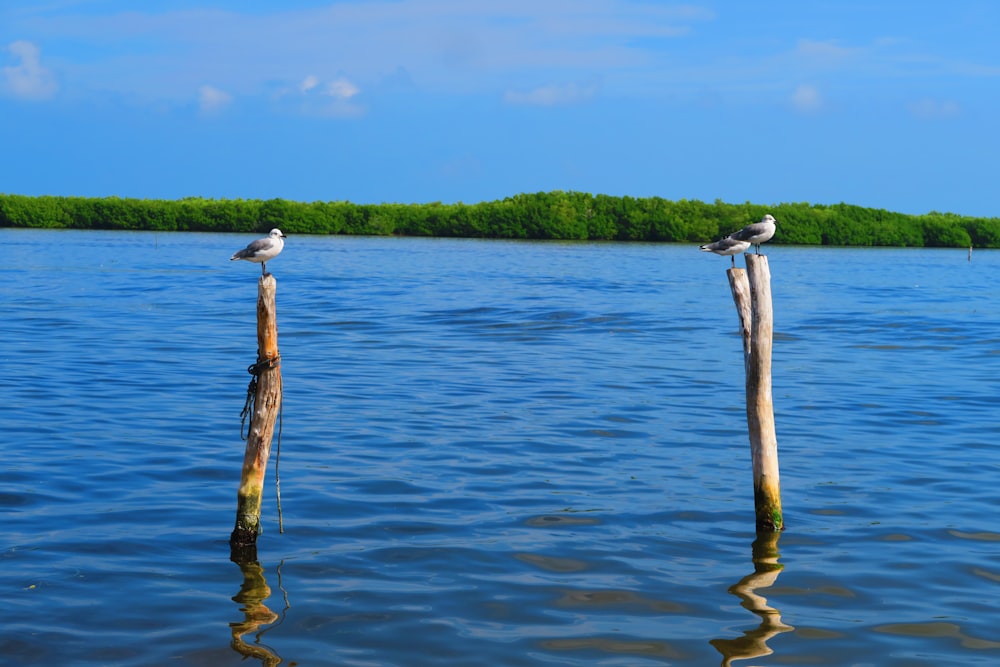 two birds perching on wood stumps