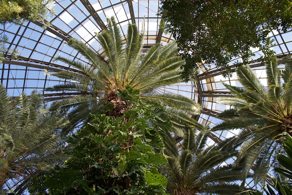 low angle photo of palm trees