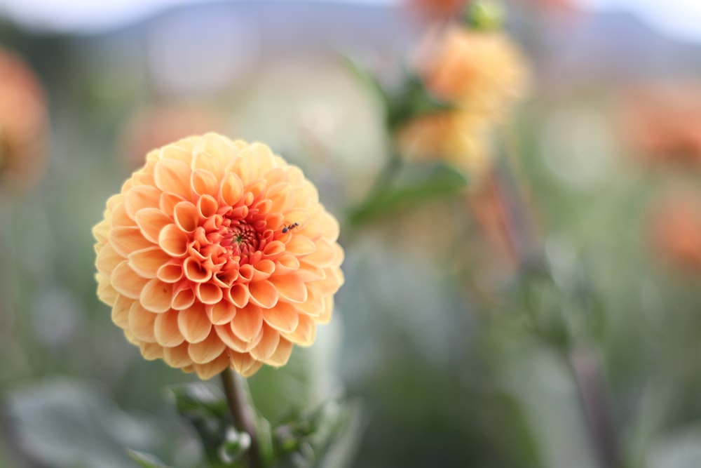 focus photography of yellow petaled flower