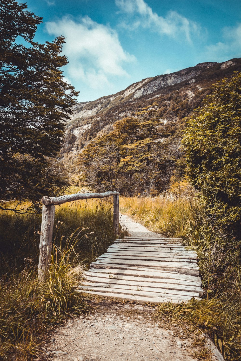 white wooden dock at middle of forest