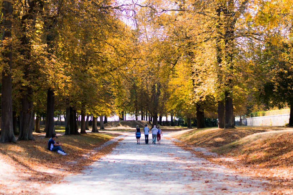 people waking under green trees